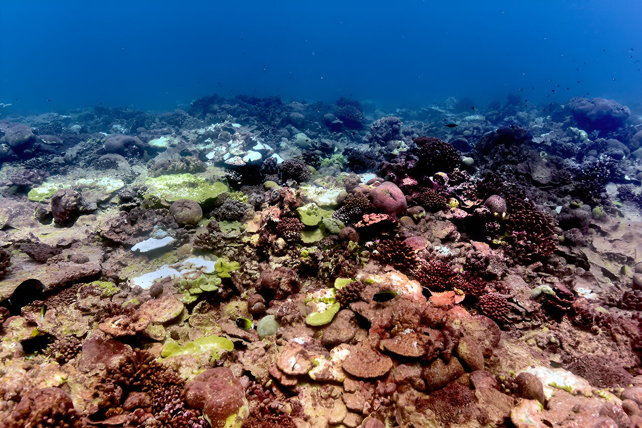 Marine heat wave impact on corals worse than previously thought