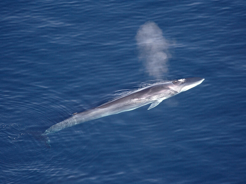 Massive gathering of fin whales observed by cruise ship passengers