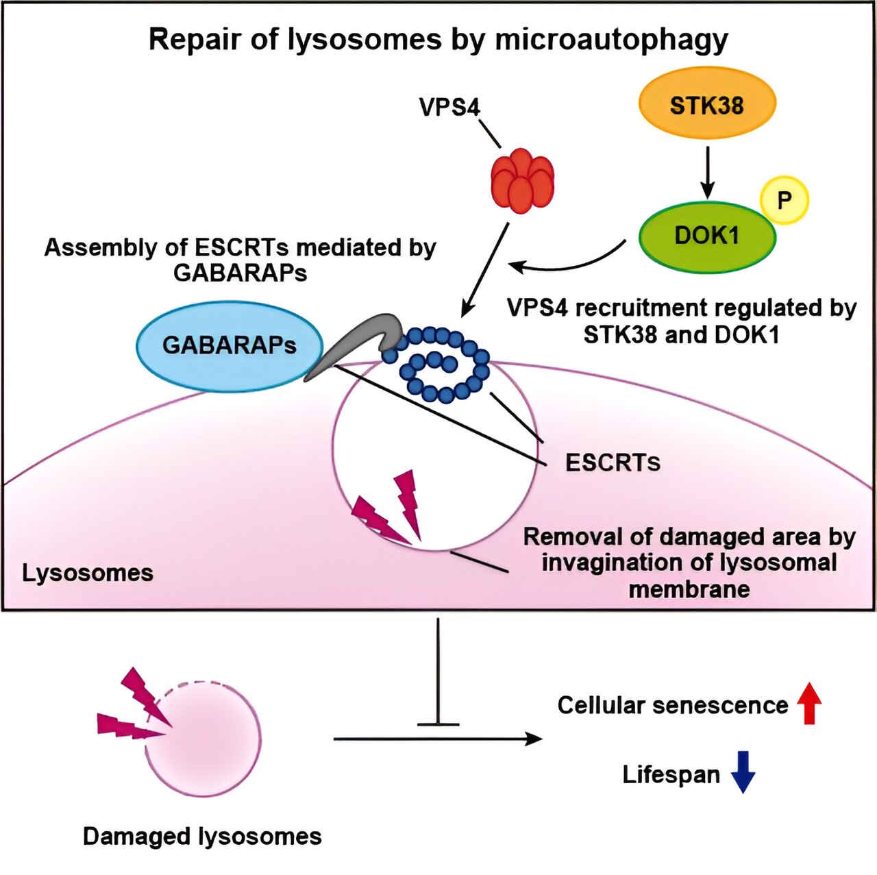 Microautophagy is essential for preventing aging, finds lysosomes study