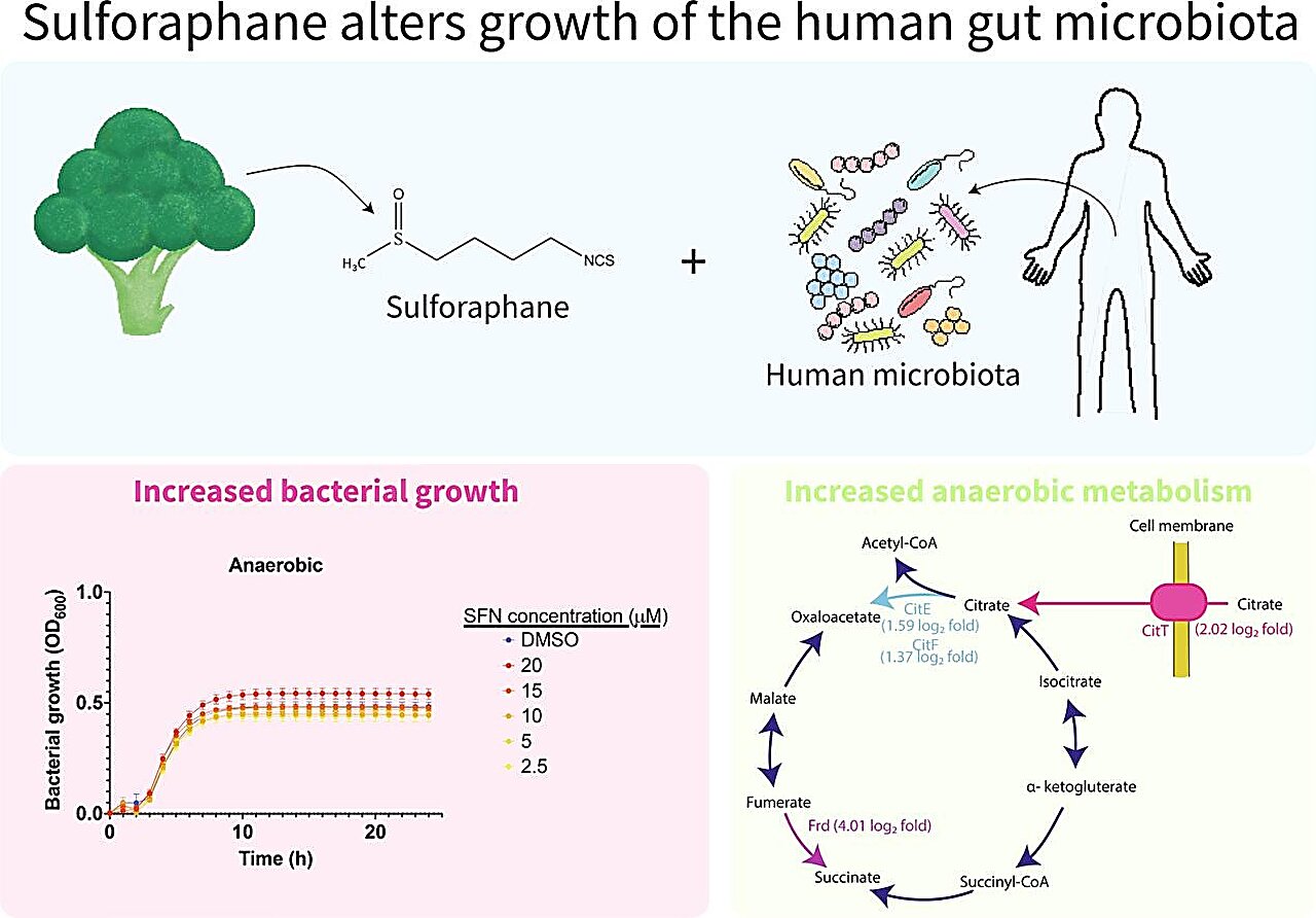 Microbiome research begins to untangle how broccoli can alter healthy gut bacteria