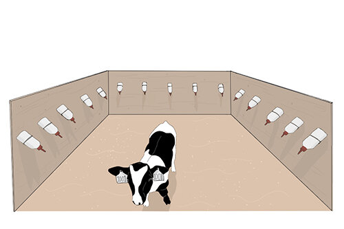 photo of New research shows milk restriction affects calves' ability to learn image