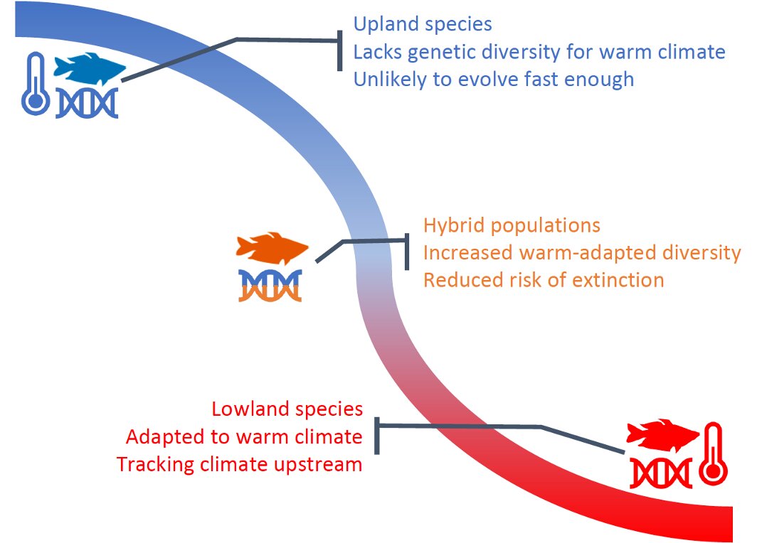 Mixing between species may reduce vulnerability to climate change