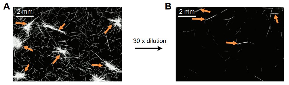 Movement of filaments of Trichodesmium and their interactions with other filaments help form aggregates
