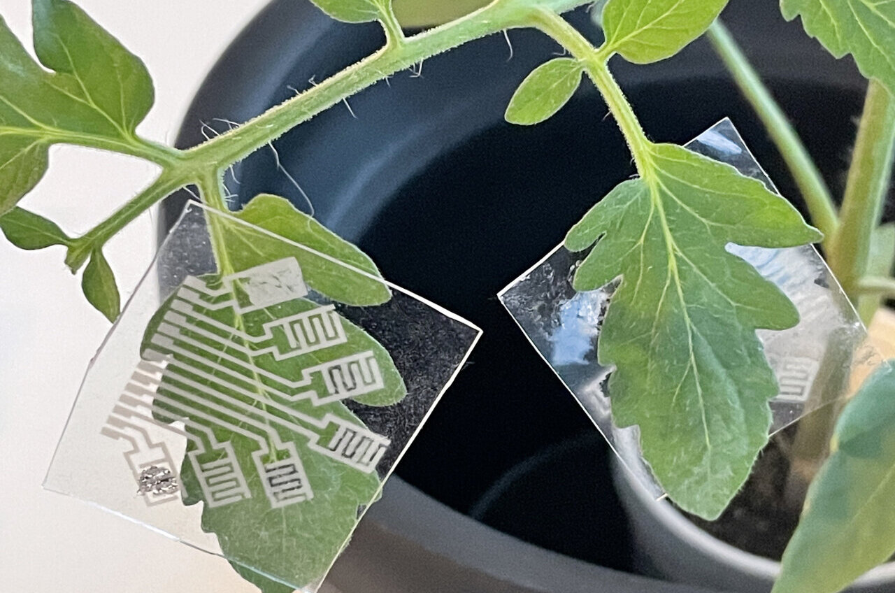 Stor vejledning dybt Multifunctional electronic patch offers early detection of plant diseases,  other crop threats
