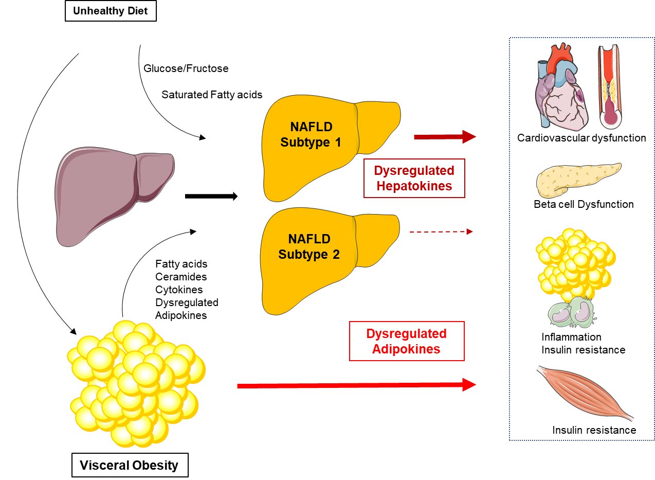 Non-alcoholic fatty liver disease: Hepatokines mediate its impact on ...