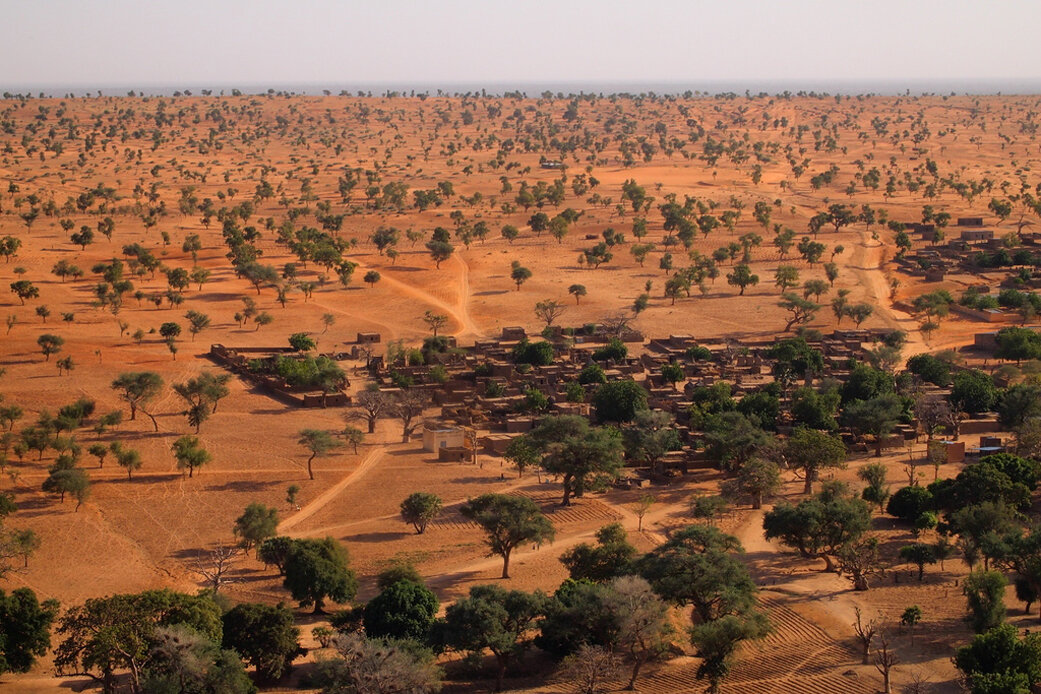 SCIENTISTS PREDICT CARBON STORED DRYLAND TREES