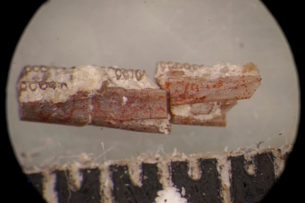 Fotografía microscópica de una mandíbula inferior de Funcusvermis gilmorei poco después de que se recuperara durante la clasificación microscópica de sedimentos del sitio fósil de Thunderstorm Ridge en el Laboratorio de Paleontología del Parque Nacional del Bosque Petrificado. Crédito: Ben Kligman para Virginia Tech