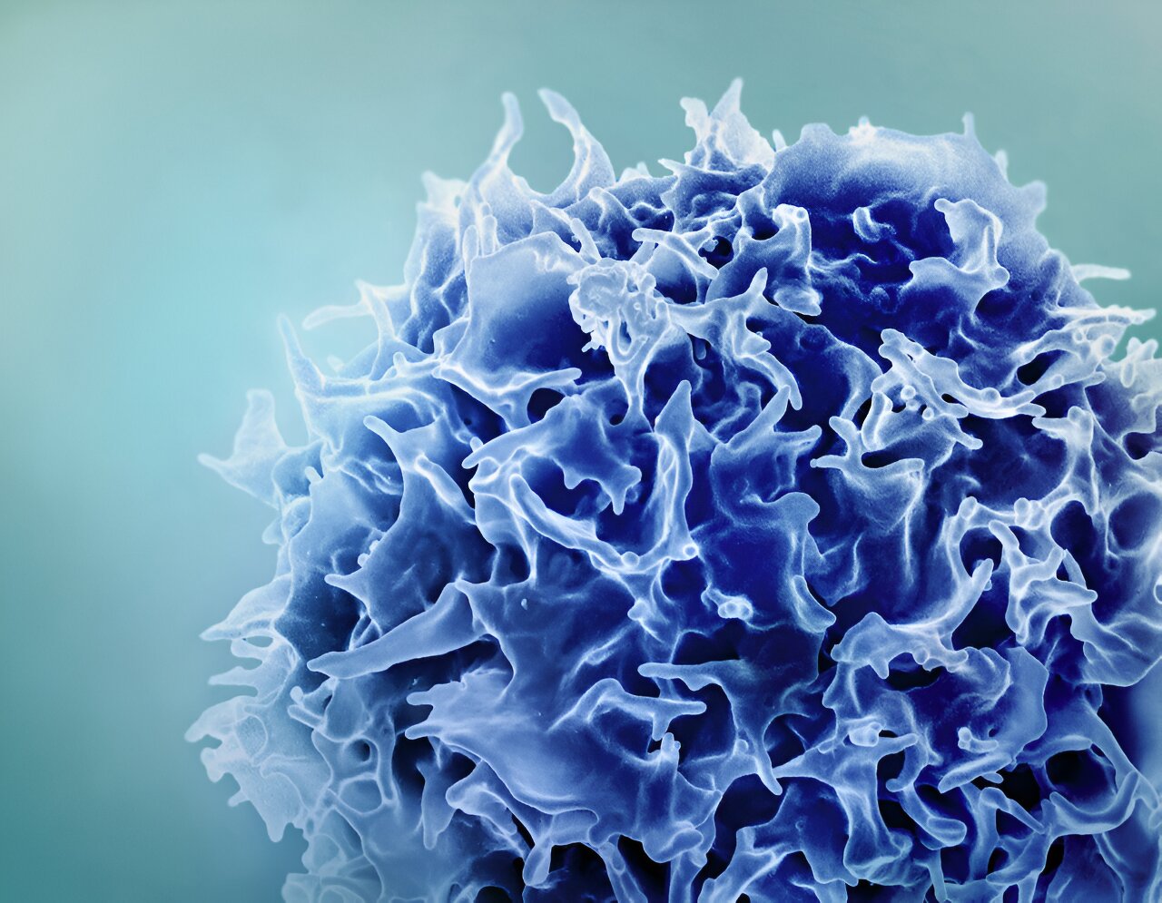 New research has major implications for controlling T cell activity