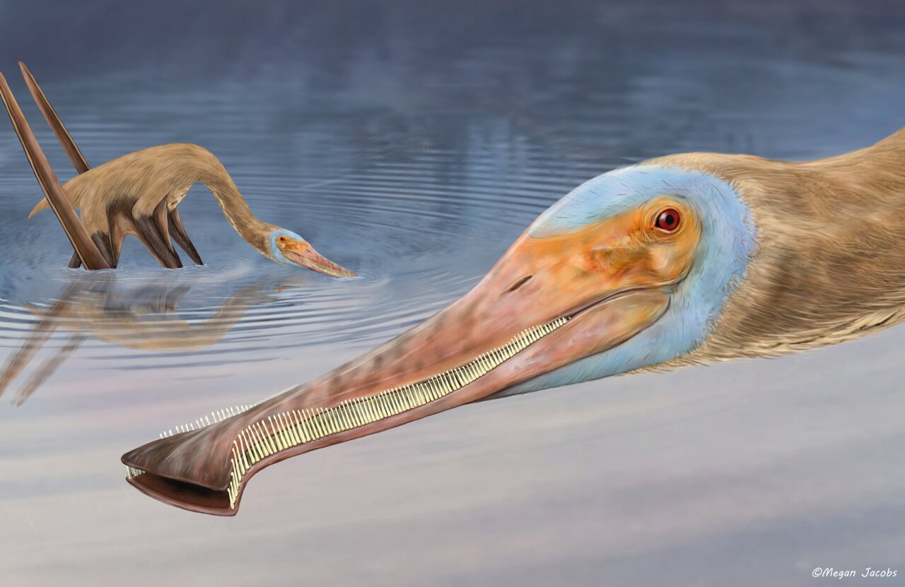 Species New to Science: [Paleontology • 2021] Leptostomia begaaensis • A  Long-billed, Possible Probe-feeding Pterosaur (Pterodactyloidea:  ?Azhdarchoidea) from the mid-Cretaceous of Morocco, North Africa