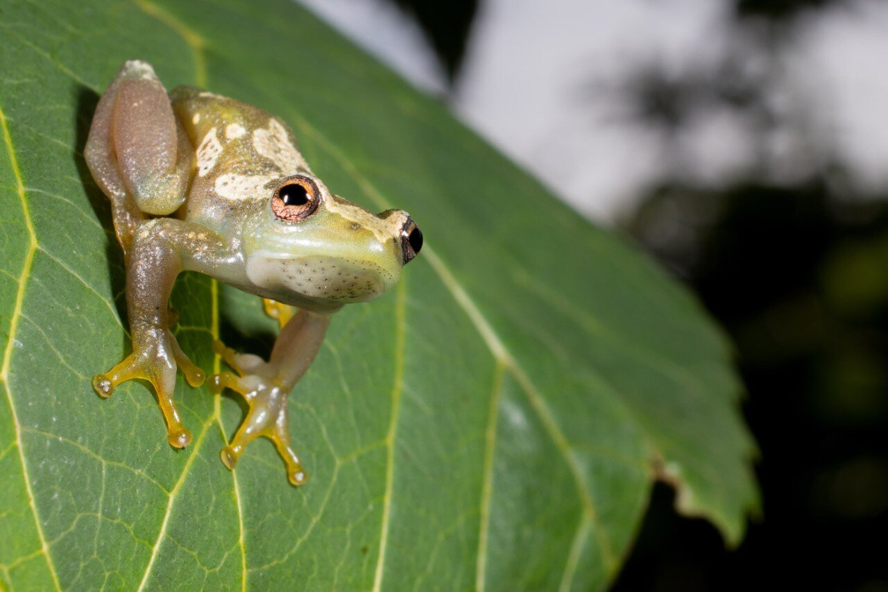 New species of voiceless frog discovered in Tanzania