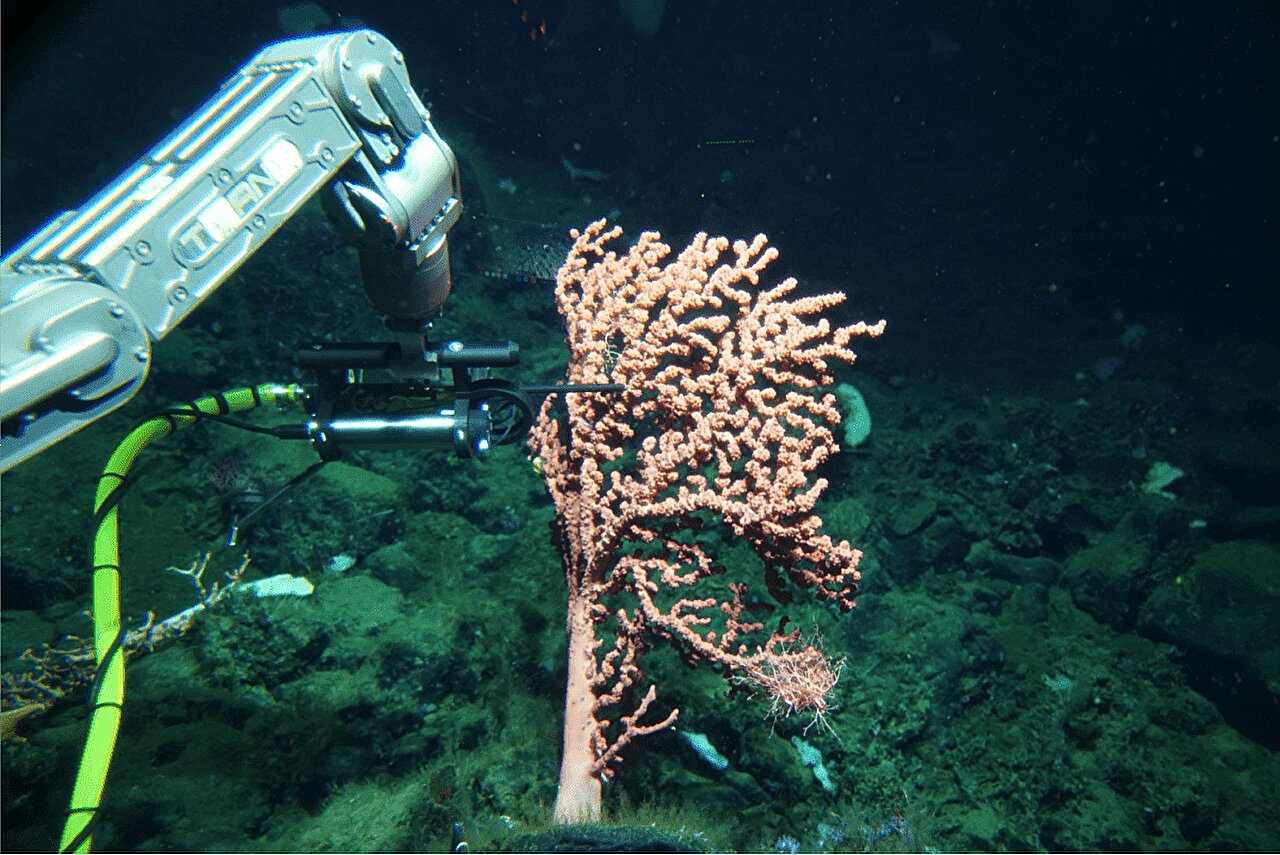 Study Examines the Impact of Coral Chemical Compounds on Reef