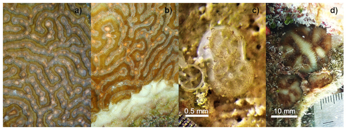 L’étude montre que les coraux affectés par la maladie de perte de tissu corallien pierreux peuvent produire une progéniture viable