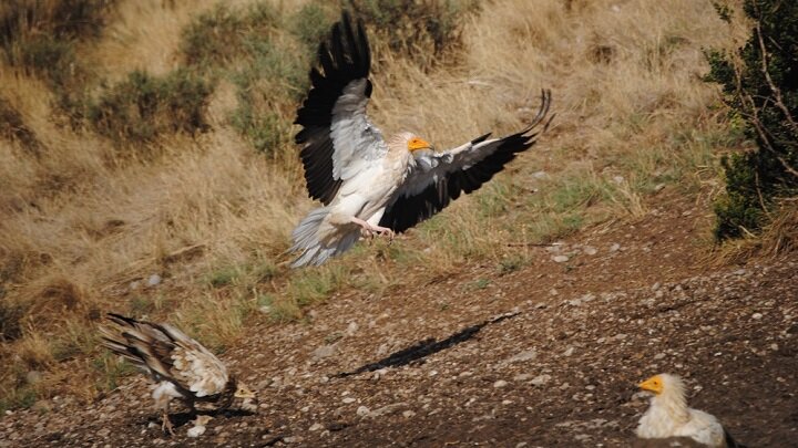 Unveiling the Influence of Circular Economy on Endangered Wildlife like the Egyptian Vulture through Innovative Technologies