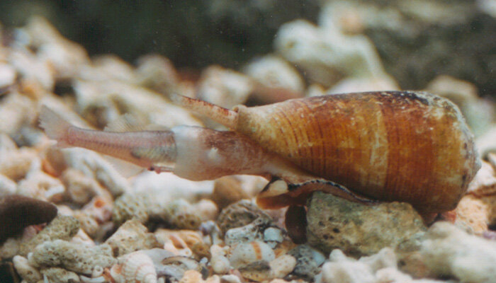 Deadly Cone Snails Reveal Startling New Findings about Venom
