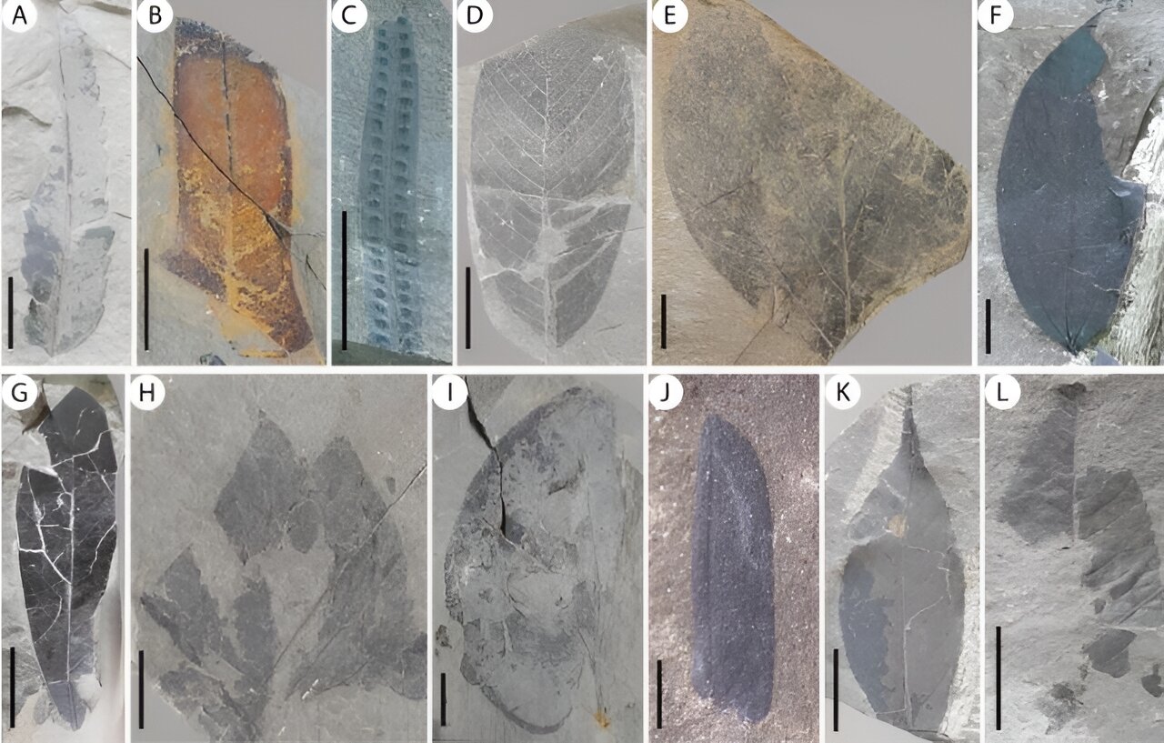 Thực vật hóa thạch khổng lồ mới được phát hiện ở miền Bắc Việt Nam