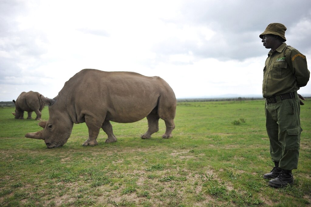 DR Congo national park welcomes the reintroduction of white rhinos.