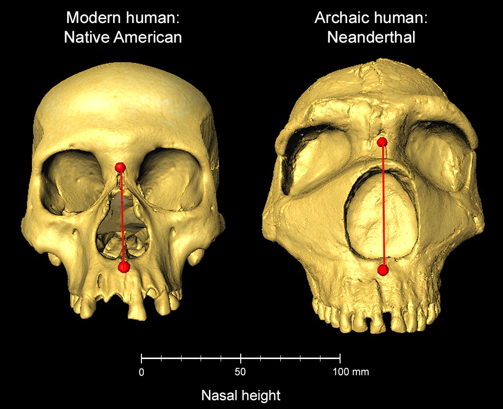 La forma del naso è stata ereditata dai Neanderthal