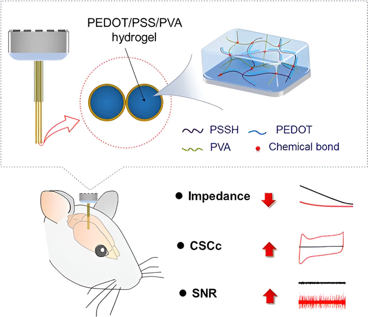 Developing novel conducting polymer-hydrogel interpenetrating networks for neural interfacing