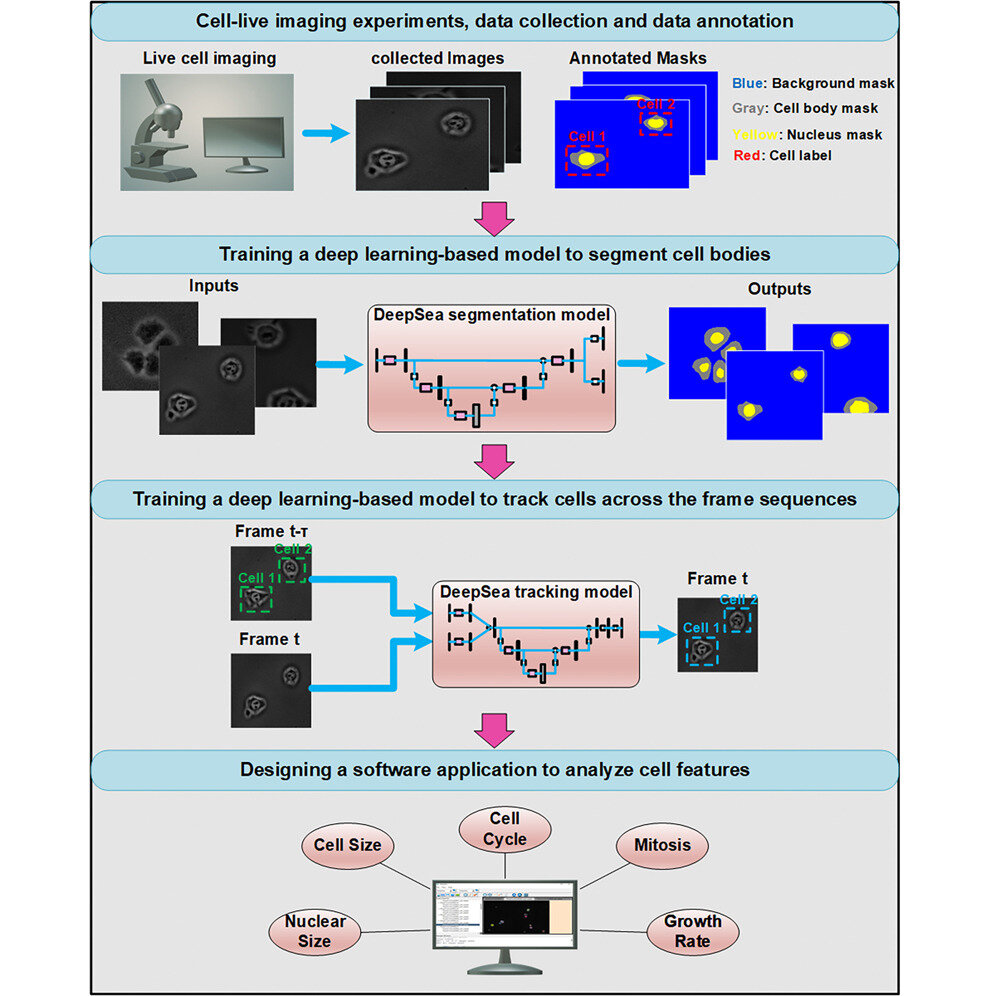 Highly precise individual cell detection and tracking through novel deep learning-based software
