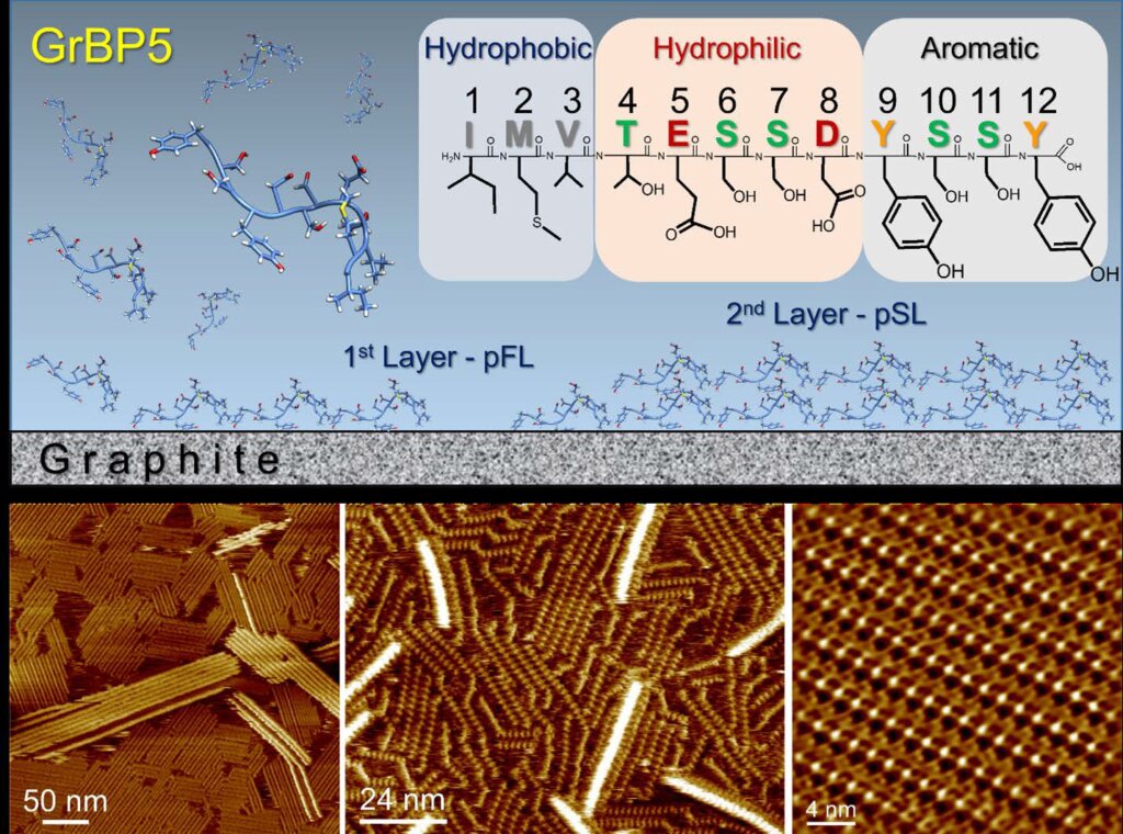 #Molecular scale structure and kinetics of layer-by-layer peptide self-organization at atomically flat solid surfaces