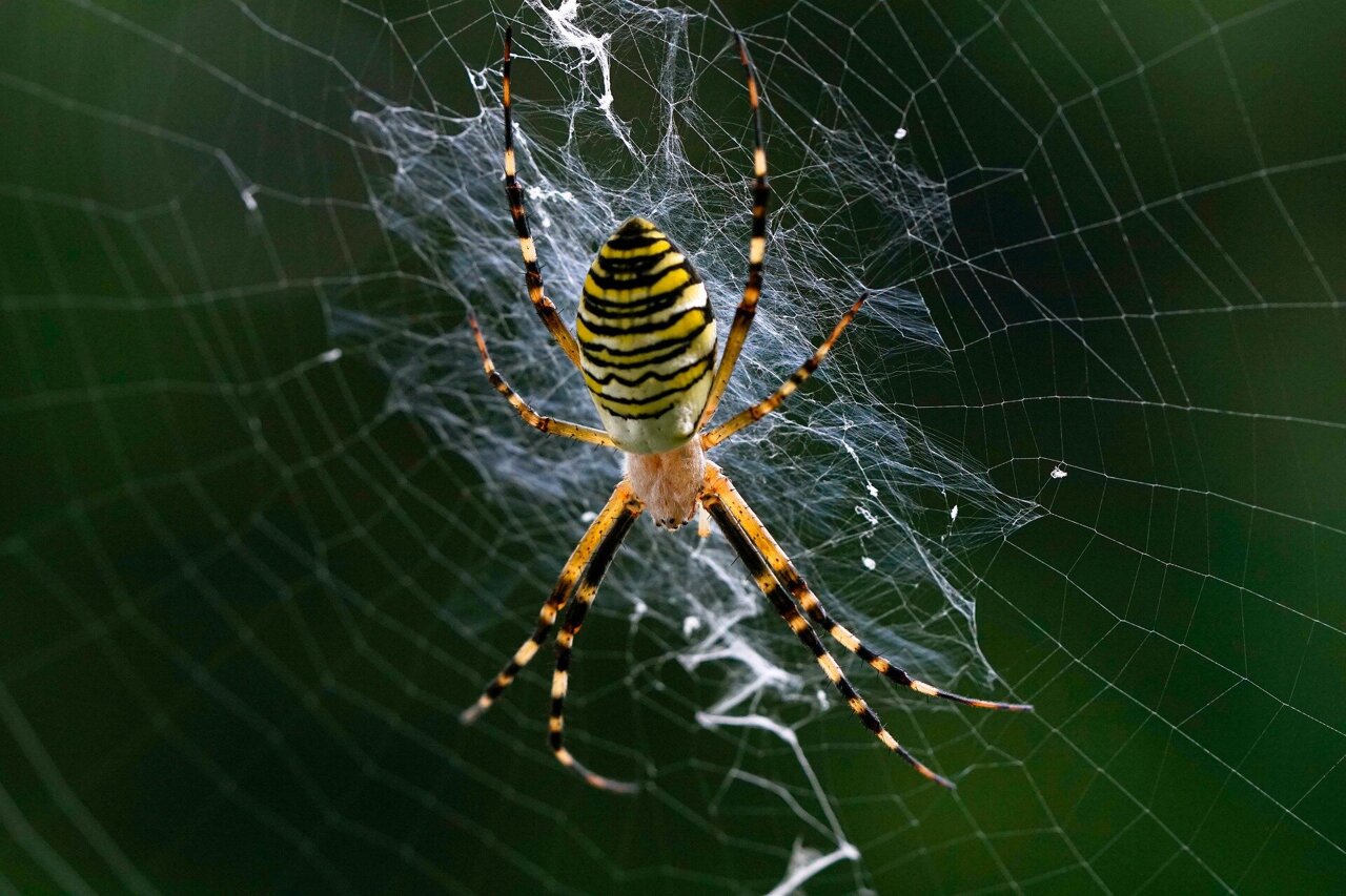 Orb weaver spider glue properties evolve faster than their glue genes,  scientists find