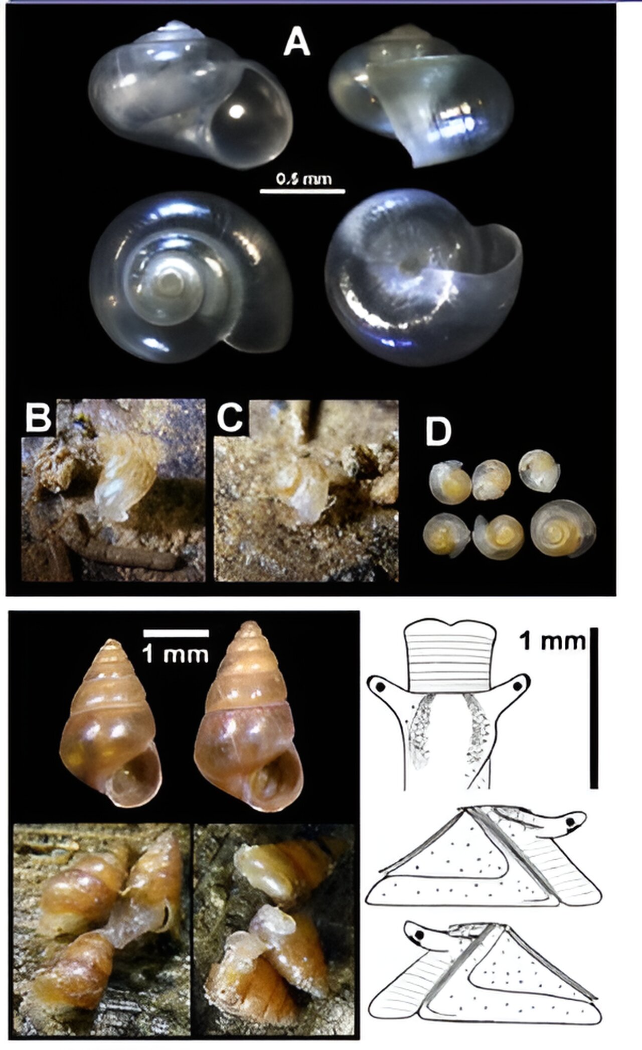 日本産の新種巻貝の分類学的分類