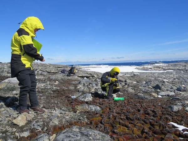 Why mosses are vital for the health of our soil and Earth