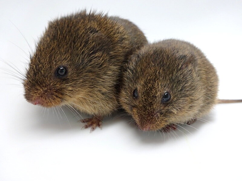 photo of Prairie voles without oxytocin receptors can bond with mates and young image
