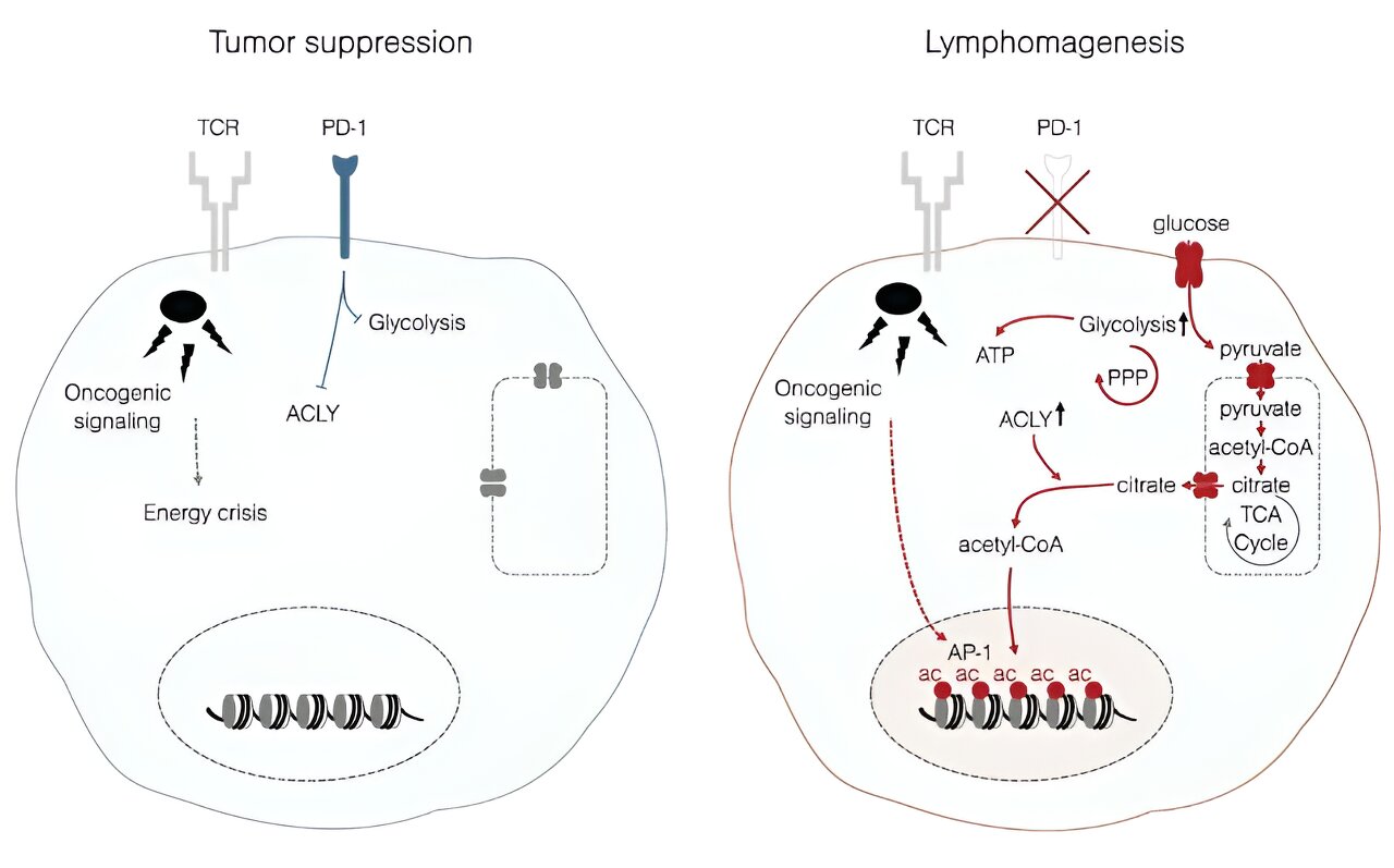 Wie Protein PD-1 den Metabolismus von Lymphomzellen steuert und das Krebswachstum fördert