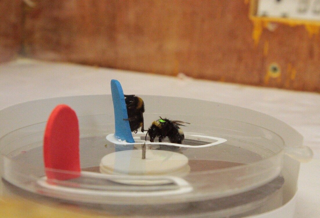 When it comes to bumblebees, does size matter?, UCR News