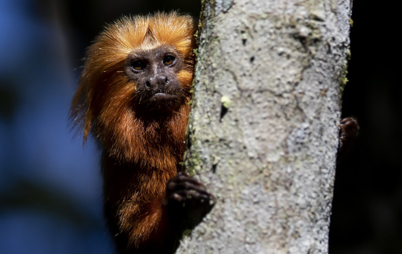 Race to vaccinate rare wild monkeys gives hope for survival