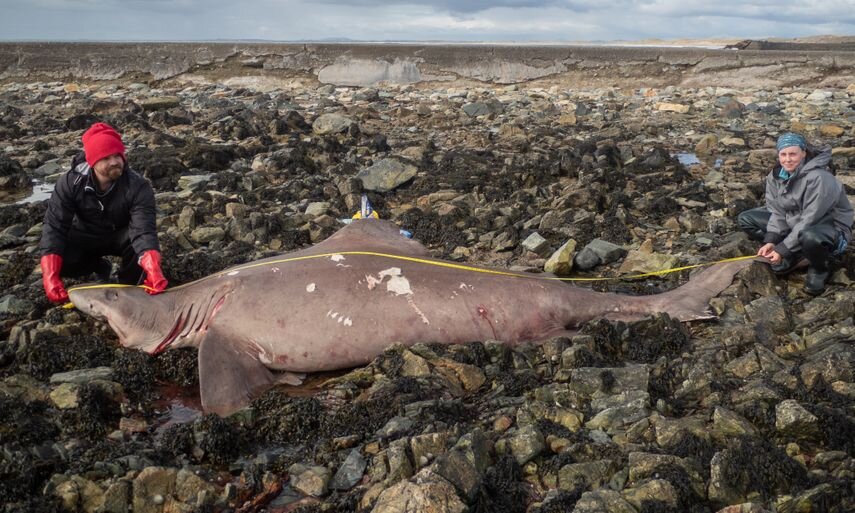 Un rare requin tigre de sable à petites dents de 14 pieds s’échoue sur la côte de Wexford
