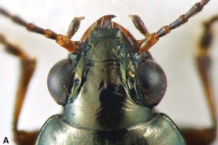 Rare beetle, rediscovered after 55 years, named in honor of former governor