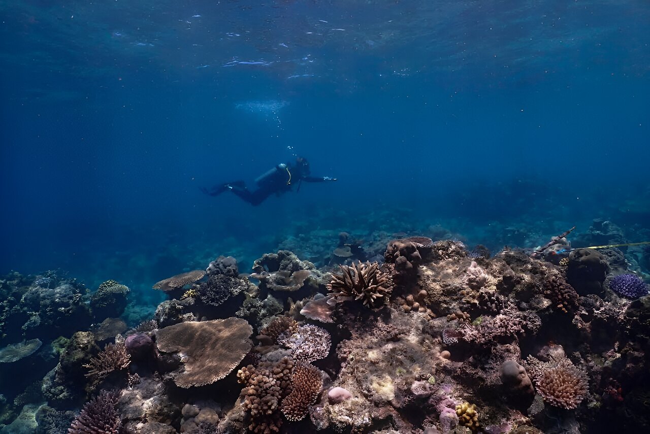Pacific coral reef shows historic increase in climate resistance