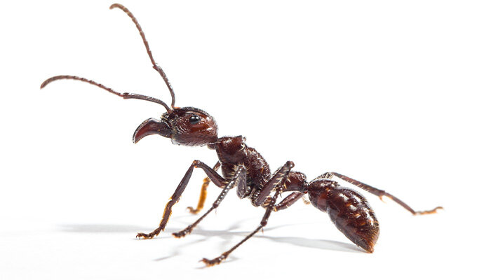 La investigación revela que las hormigas infligen dolor con neurotoxinas