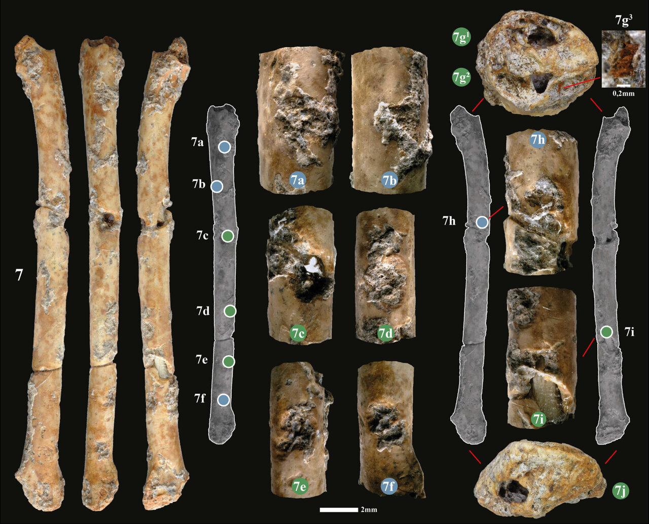 Researchers discover 12,000-year-old flutes made from bird bones
