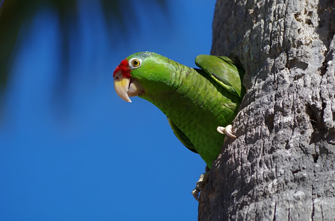 Researchers show endangered parrot species is thriving in urban areas