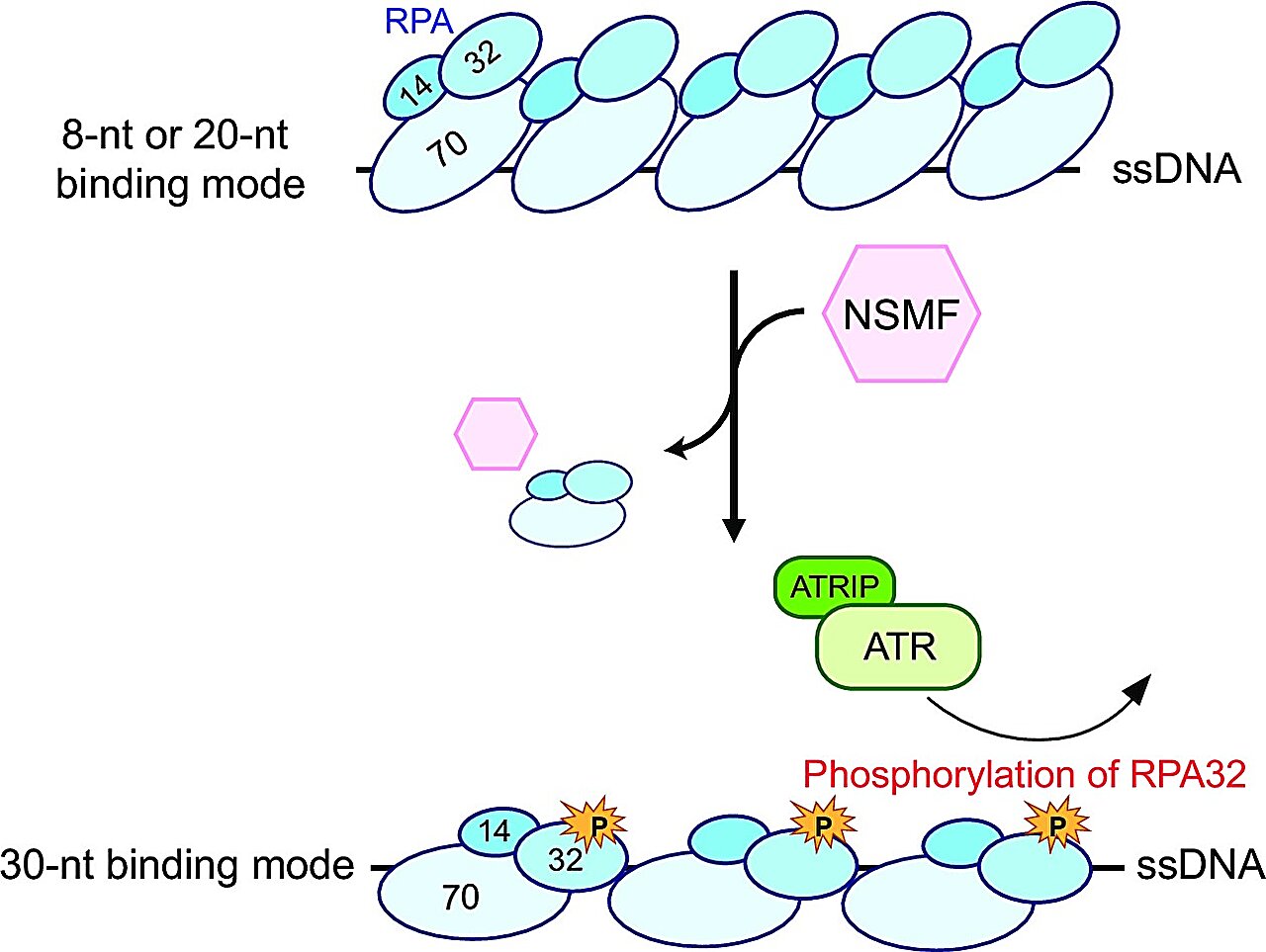 Researchers uncover NSMF protein’s role in relieving DNA replication stress
