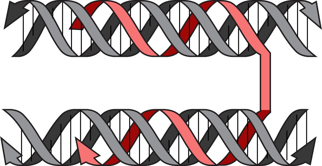 Manipulating the Shape and Packing of DNA: Introducing a Novel Method