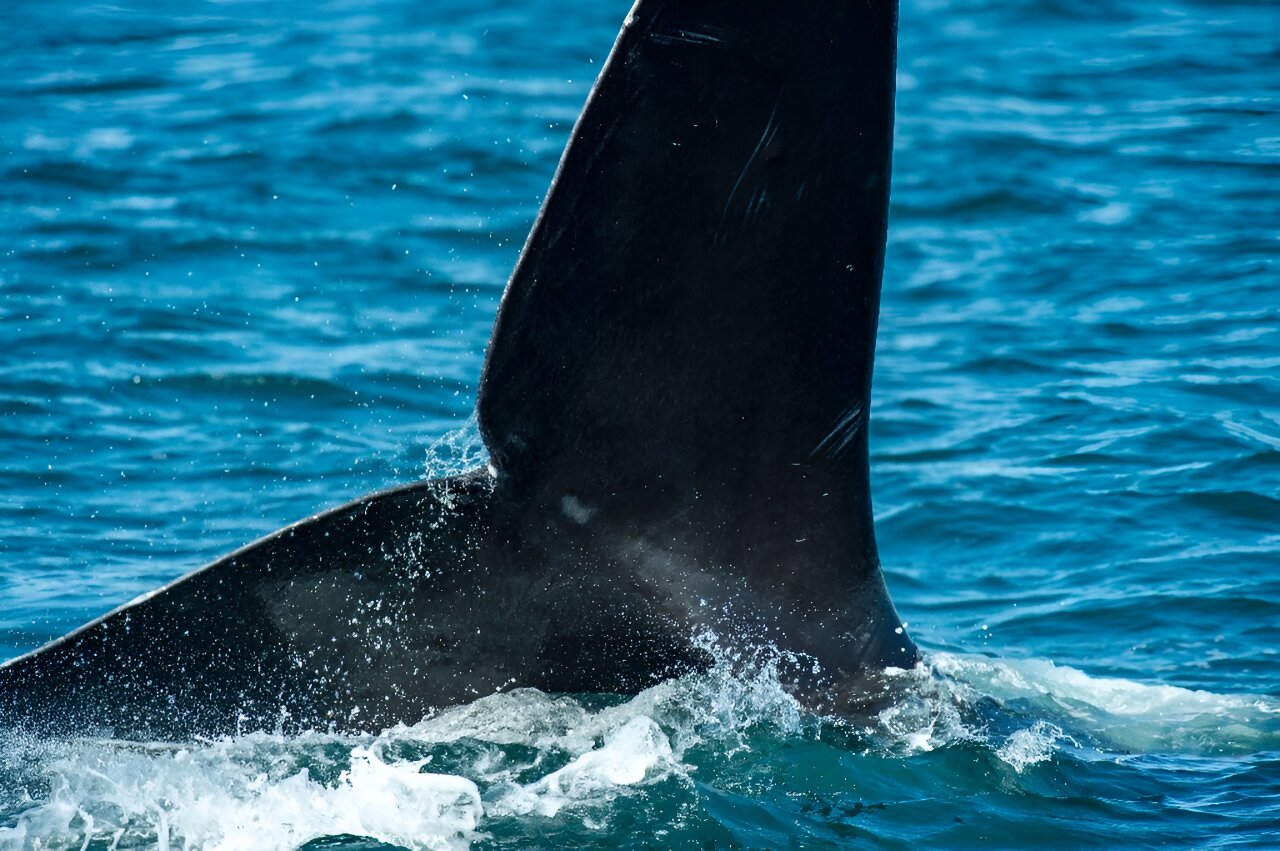 rare whale dangerous