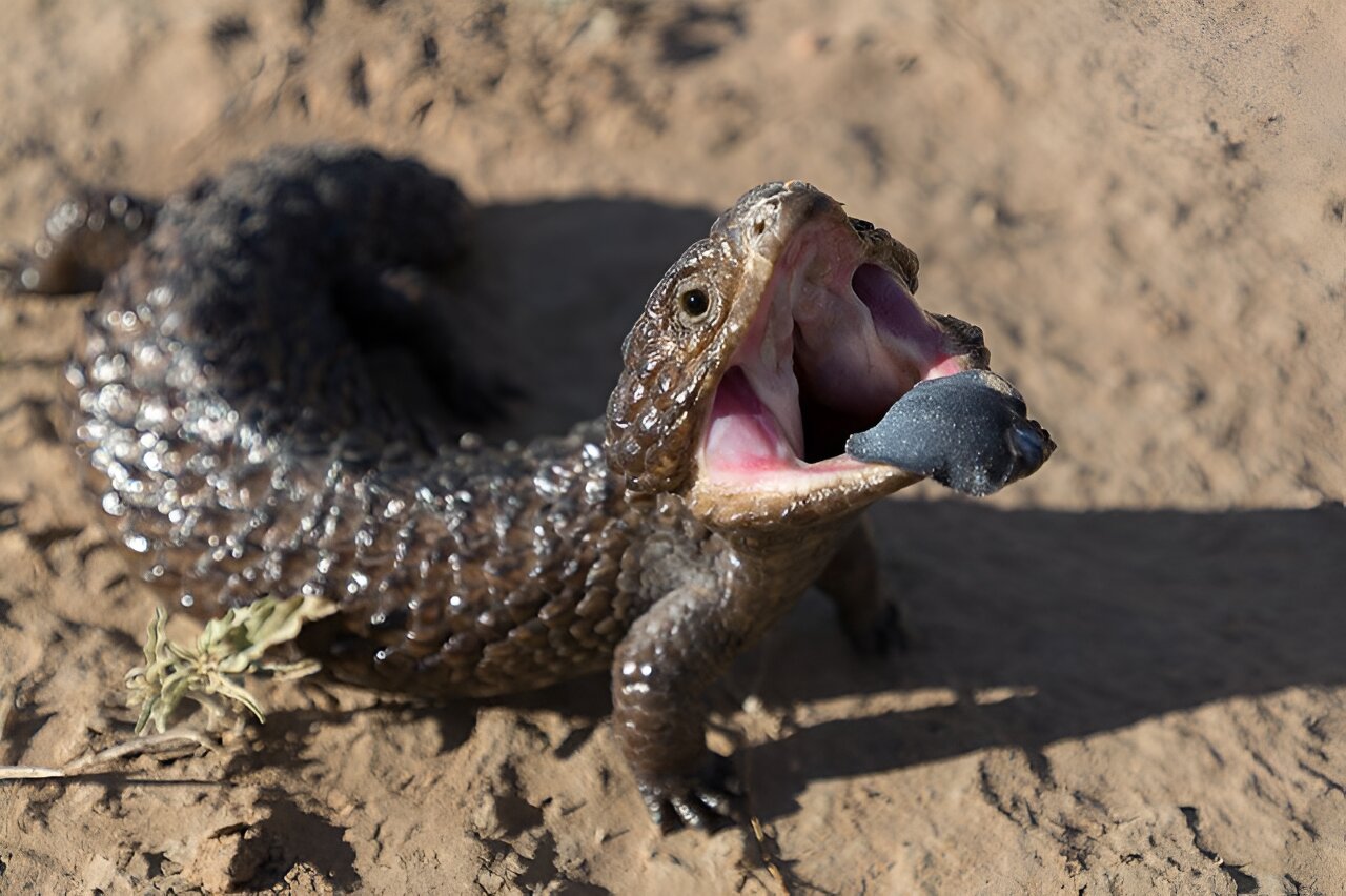 Researcher creates world’s first database of animal ‘odors’ using shingleback lizards