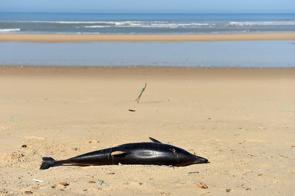 photo of France under pressure to save dolphins from trawlers image