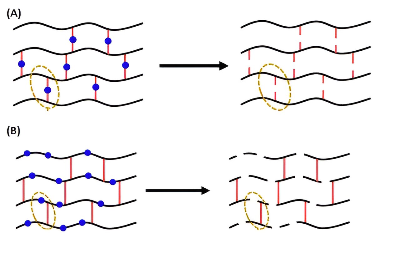 Scientists discover how to degrade and reform thermoset polymers without loss of function