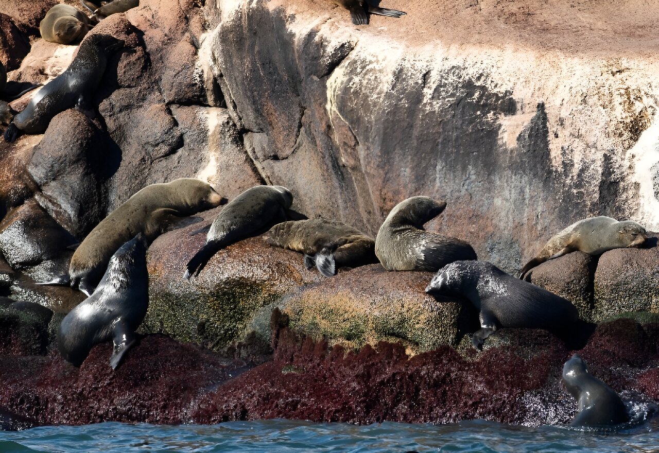 Bird flu kills 400 seals, sea lions in Uruguay