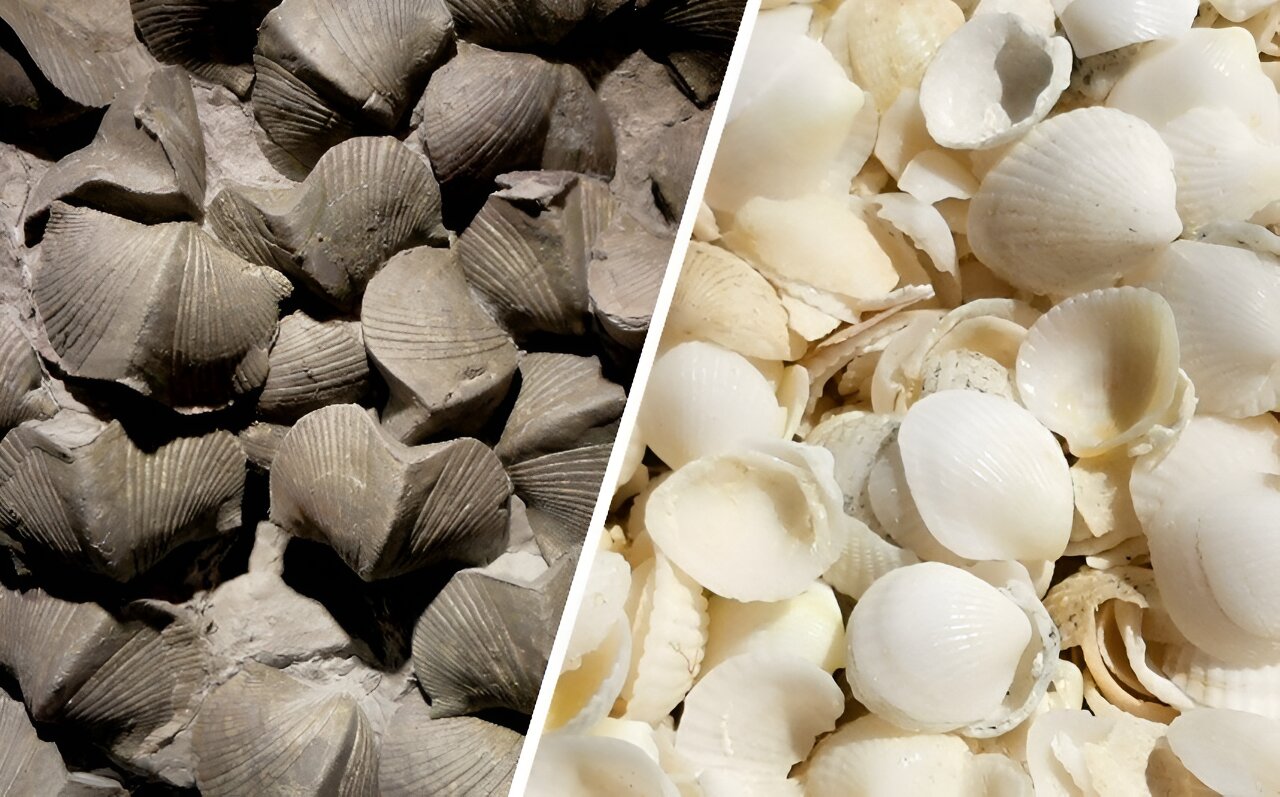 Clam shells tell the story of ancient climate change