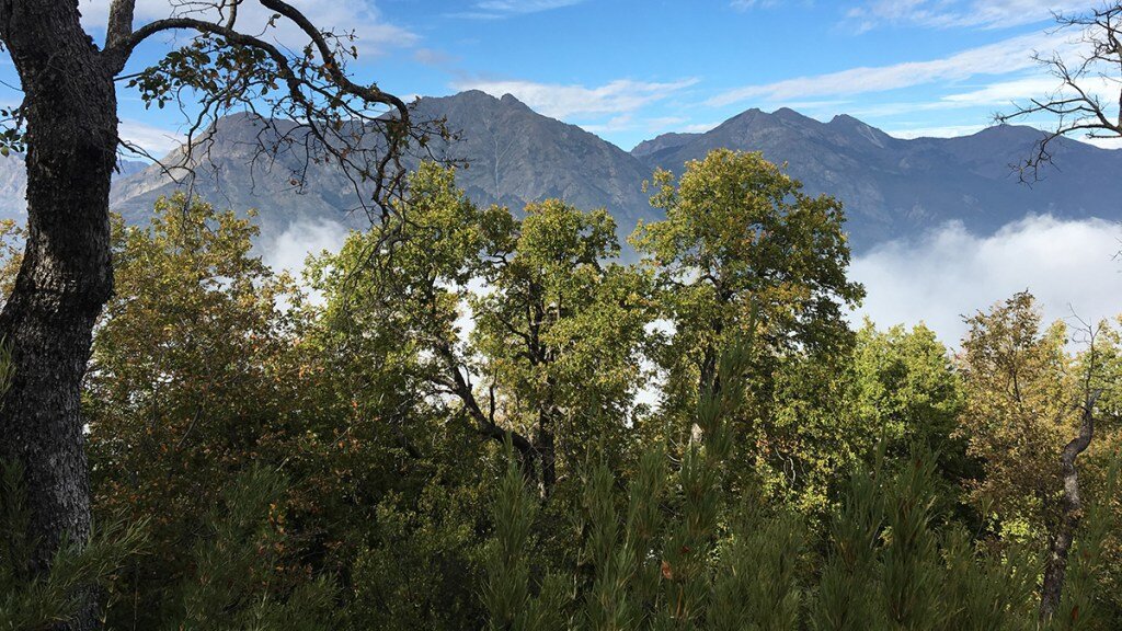 Soluciones a corto plazo para árboles altos en el mega rasgo de Chile