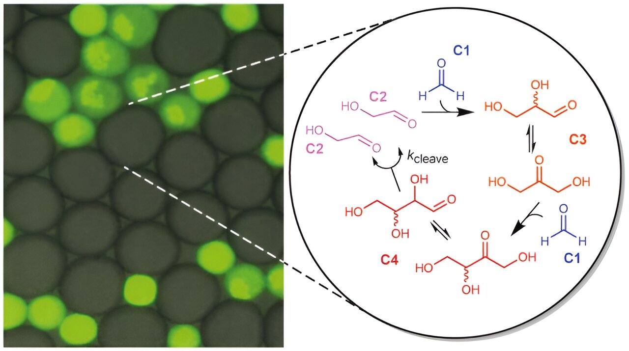 Small-molecule autocatalysis may have paved the way for the emergence of evolution by natural selection