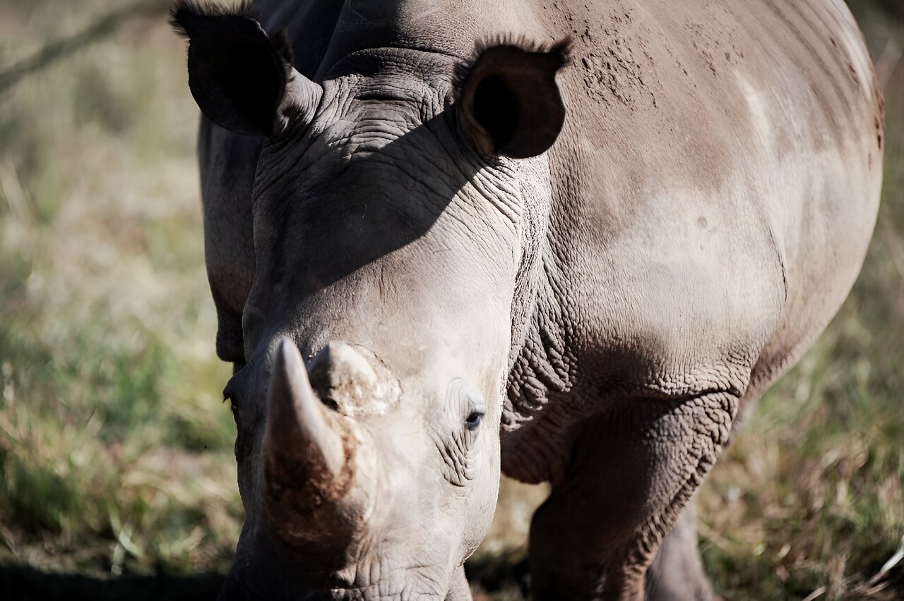 S.Africa links fall in Kruger’s rhino poaching to declining animal numbers