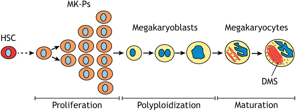 megakaryocyte diagram