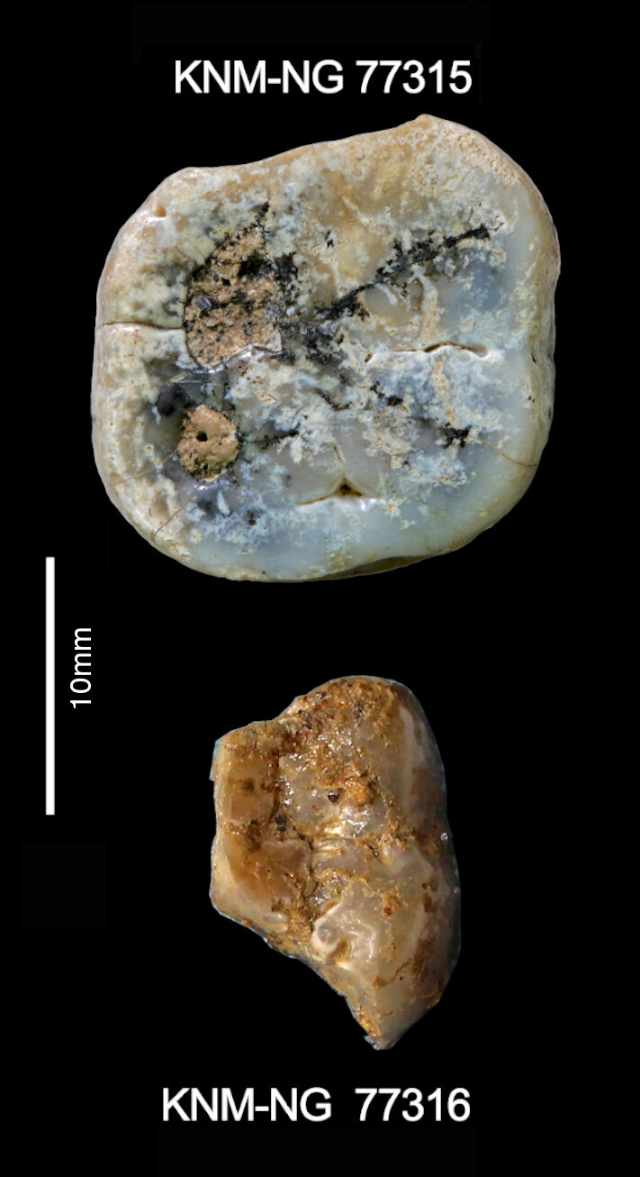 #Stone Age discovery fuels mystery of who made early tools